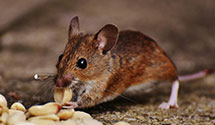 24 Hour & Emergency Exterminators in Glocester, RI